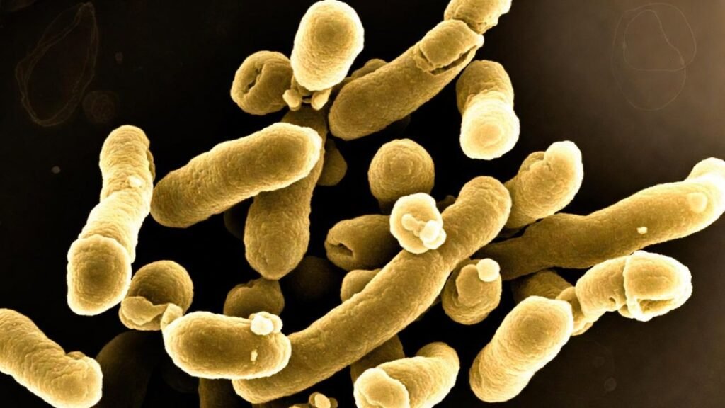 Candida auris