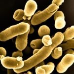Candida auris