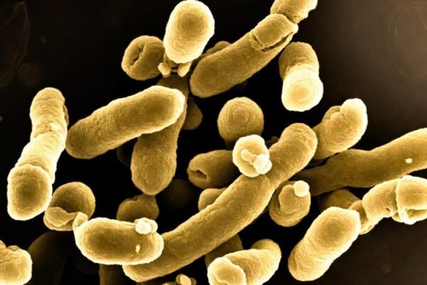 Candida auris