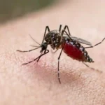 a mosquito biting a human