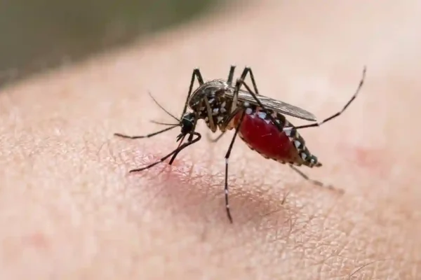 a mosquito biting a human